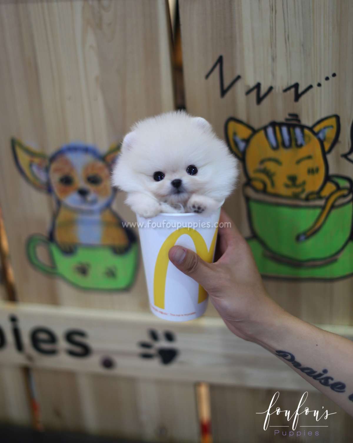 Biggie - Pomeranian M.