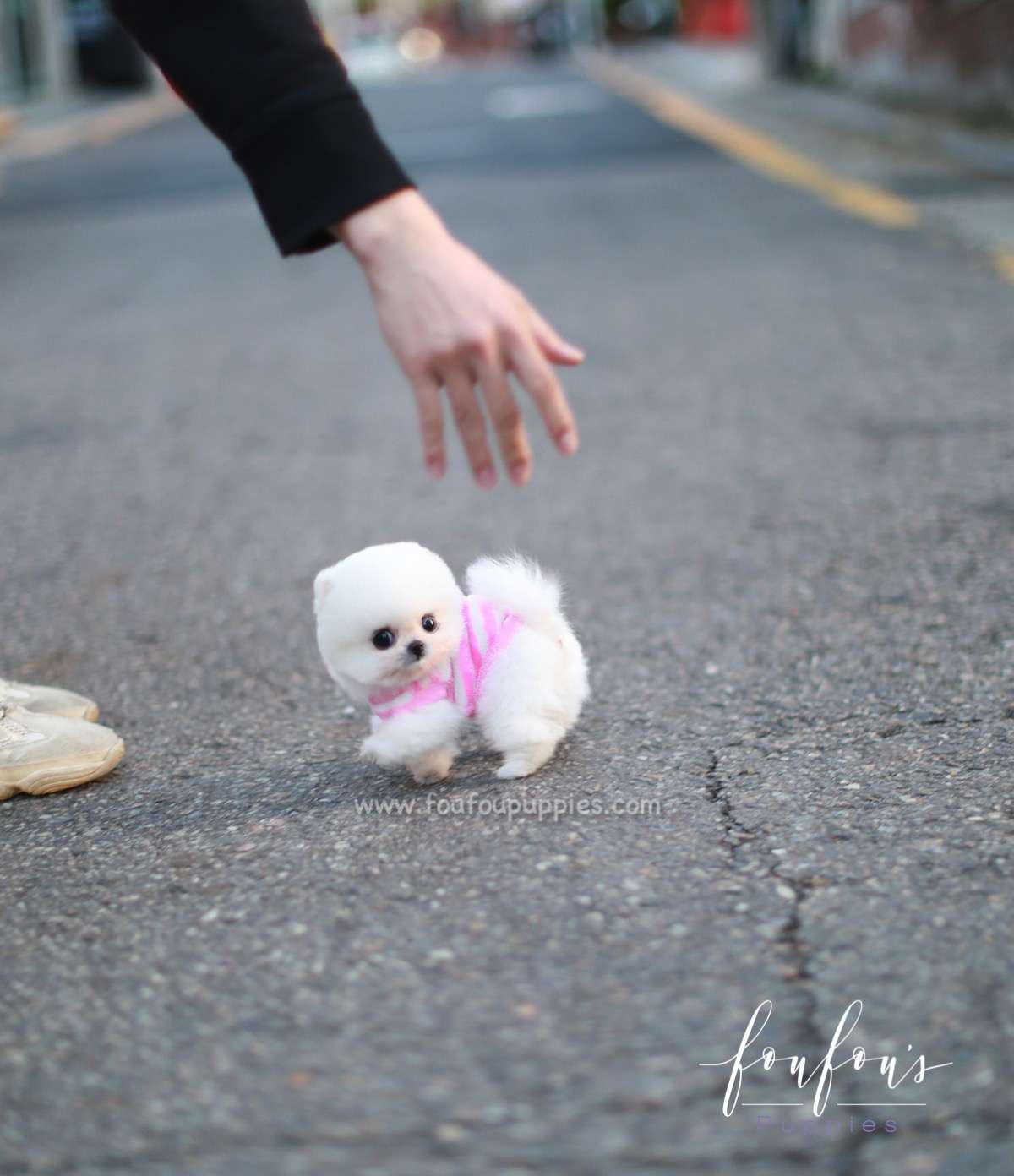 Simba - Pomeranian M.