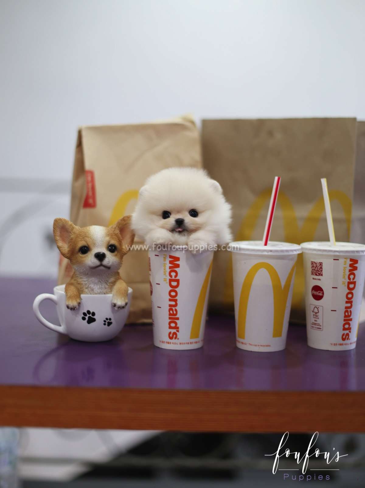 Biggie - Pomeranian M.