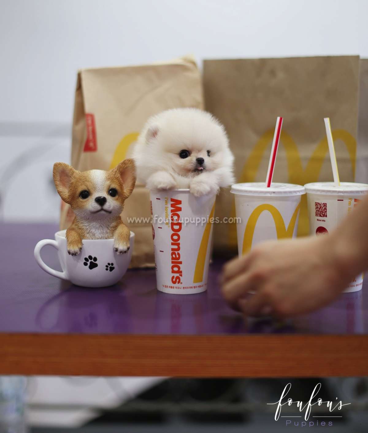 Biggie - Pomeranian M.