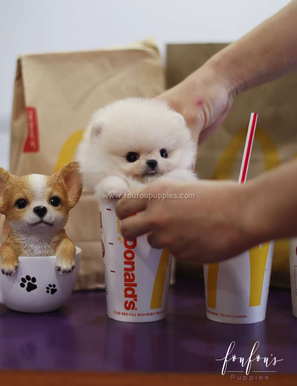 Biggie - Pomeranian M.
