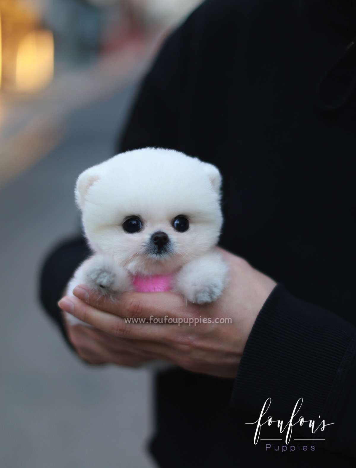 Simba - Pomeranian M.