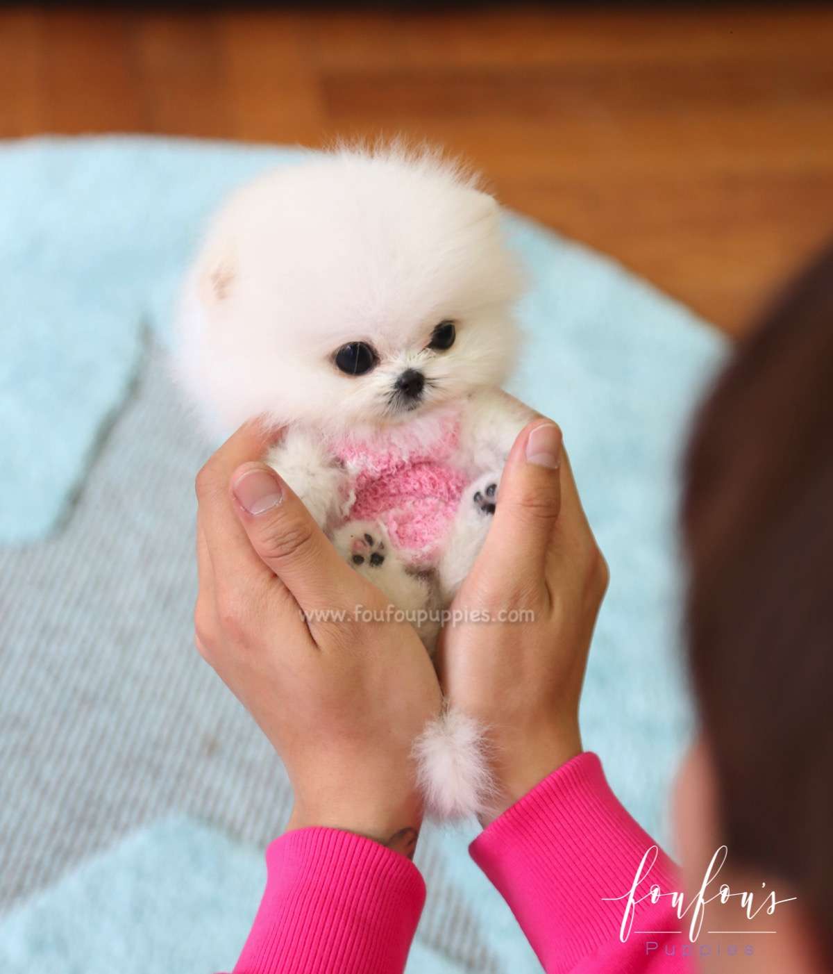 Prince - Pomeranian M.