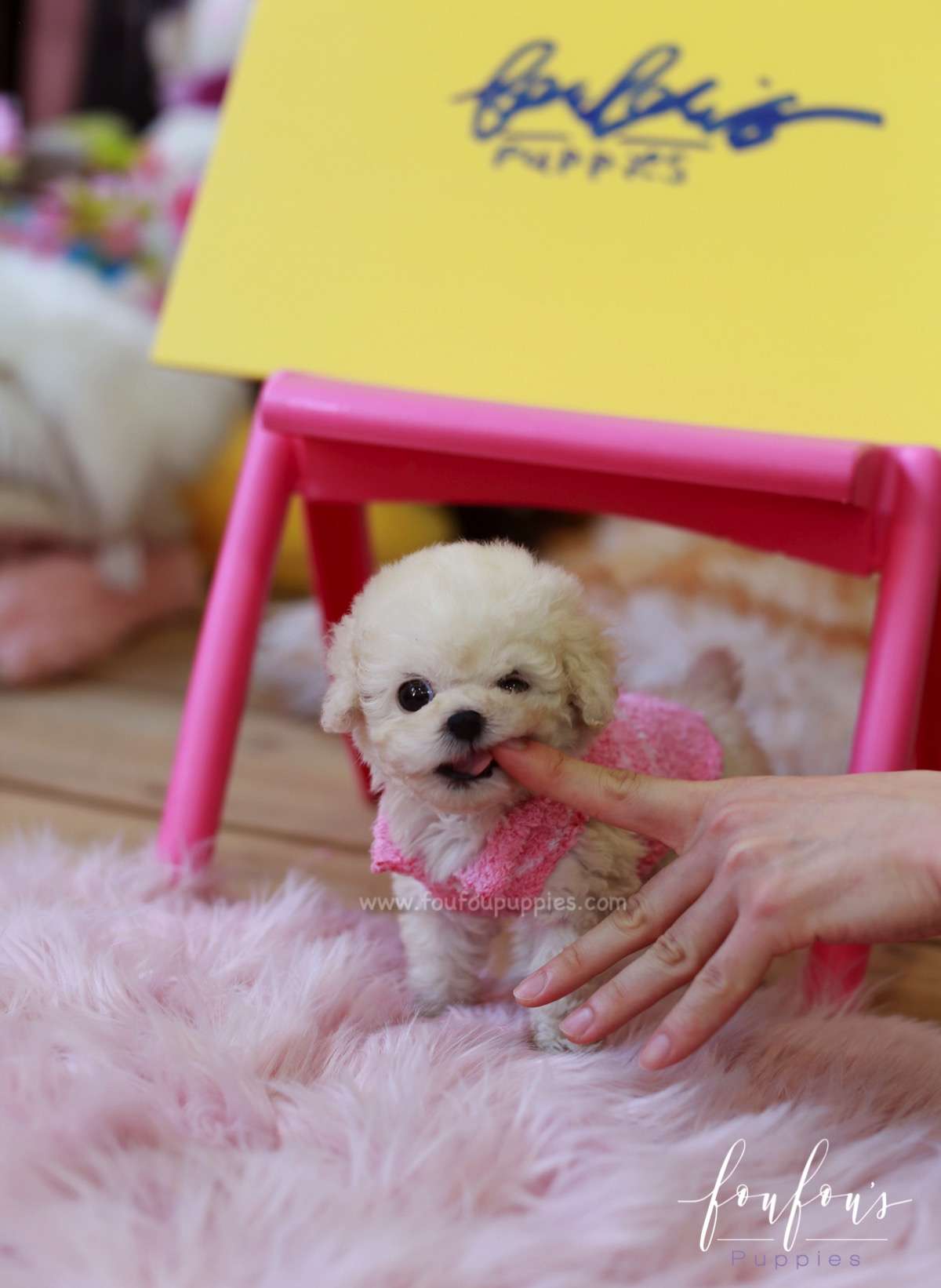 Darling - Poodle F.