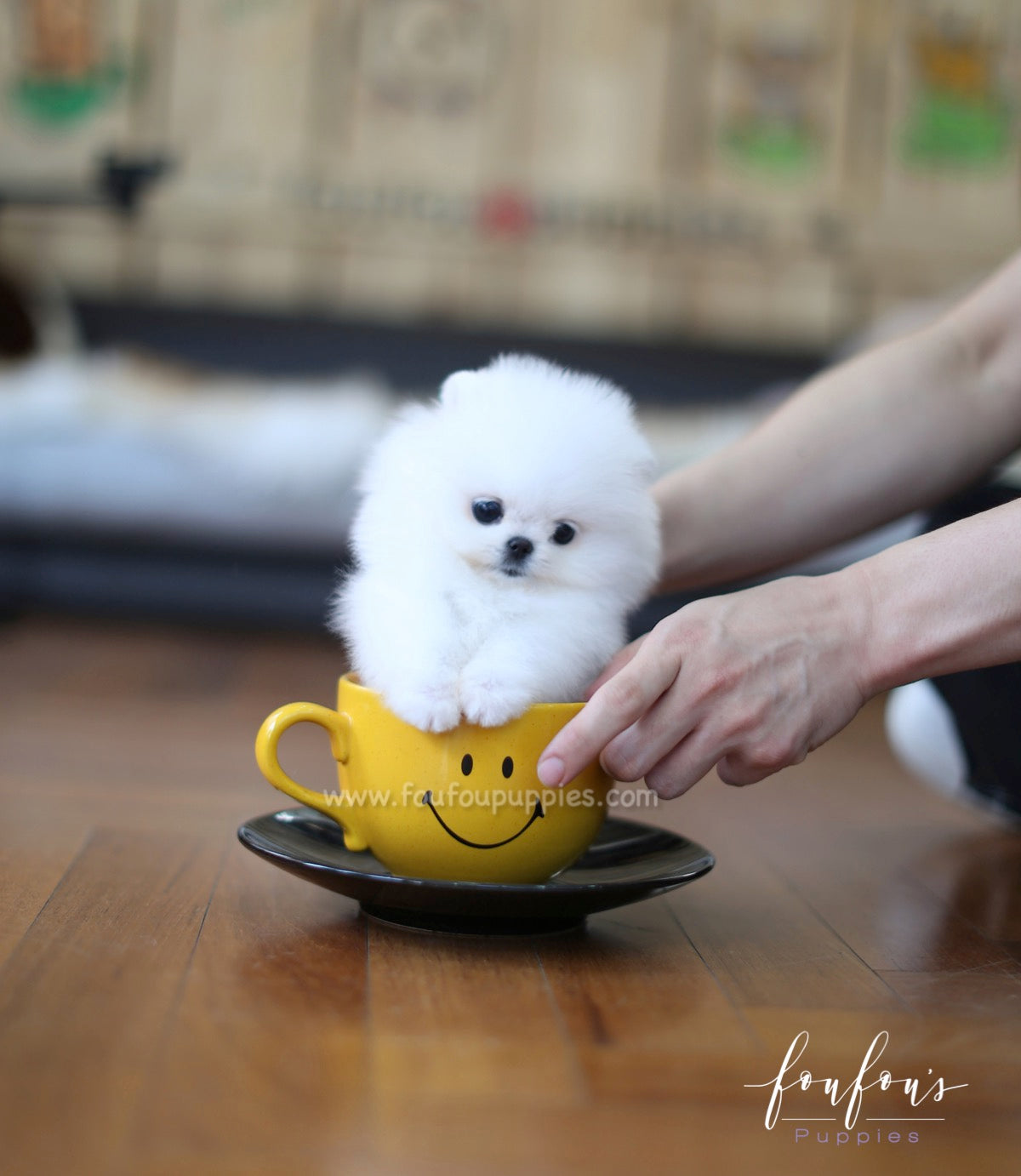Sweetie - Pomeranian F.