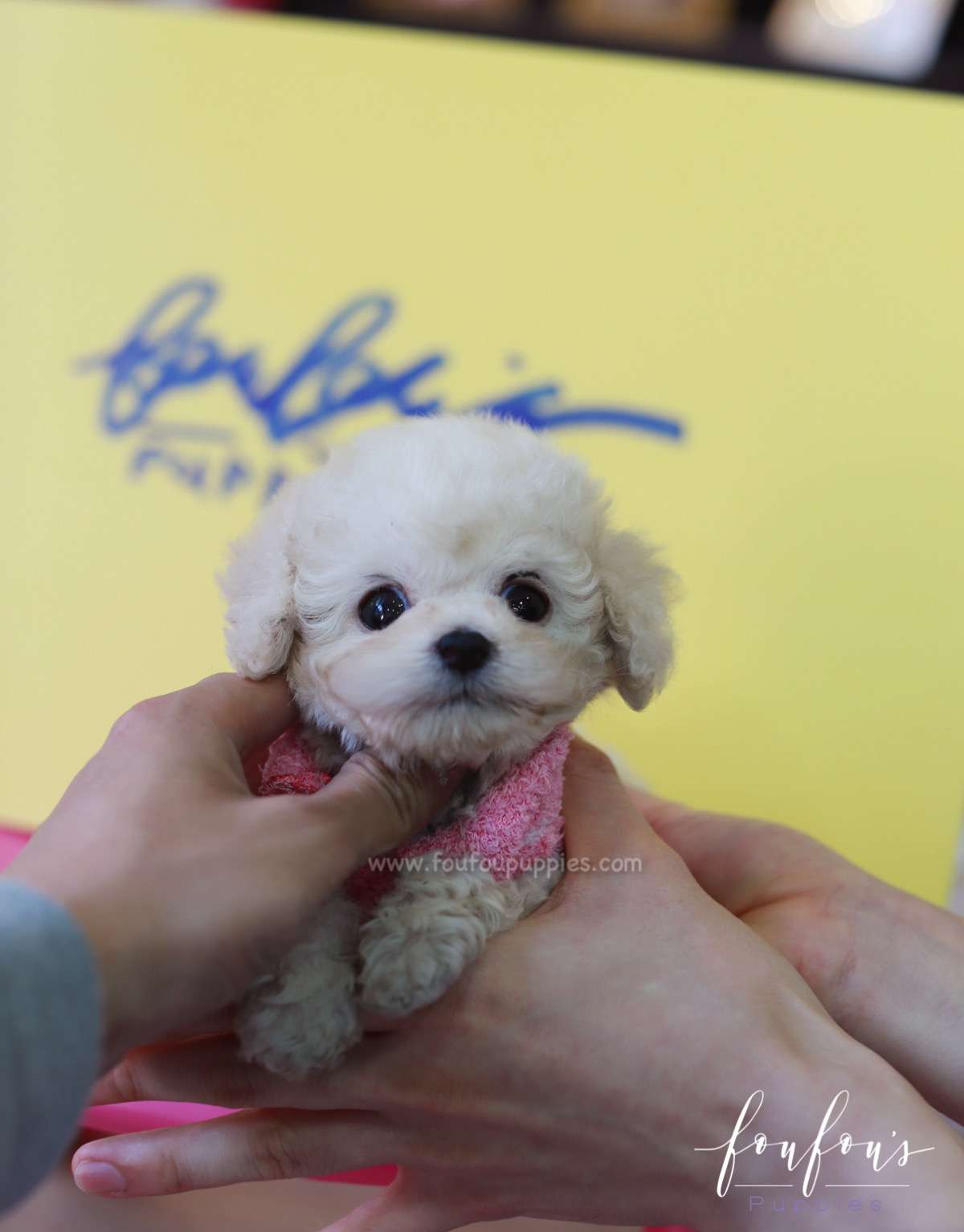 Darling - Poodle F.