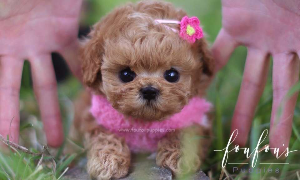 Flora - Poodle F.