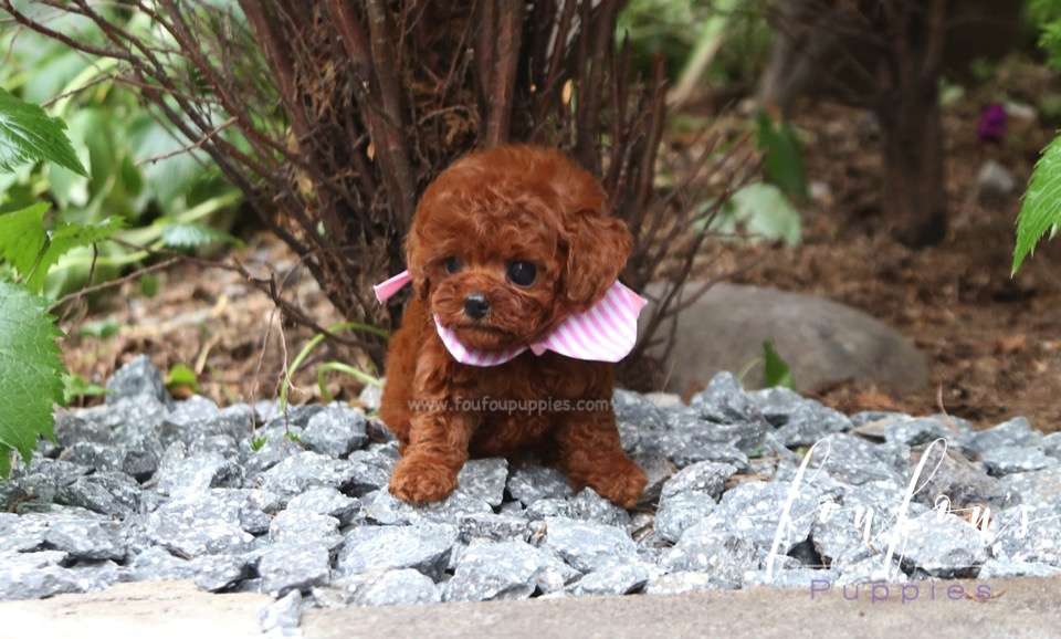 Angelina - Poodle F.