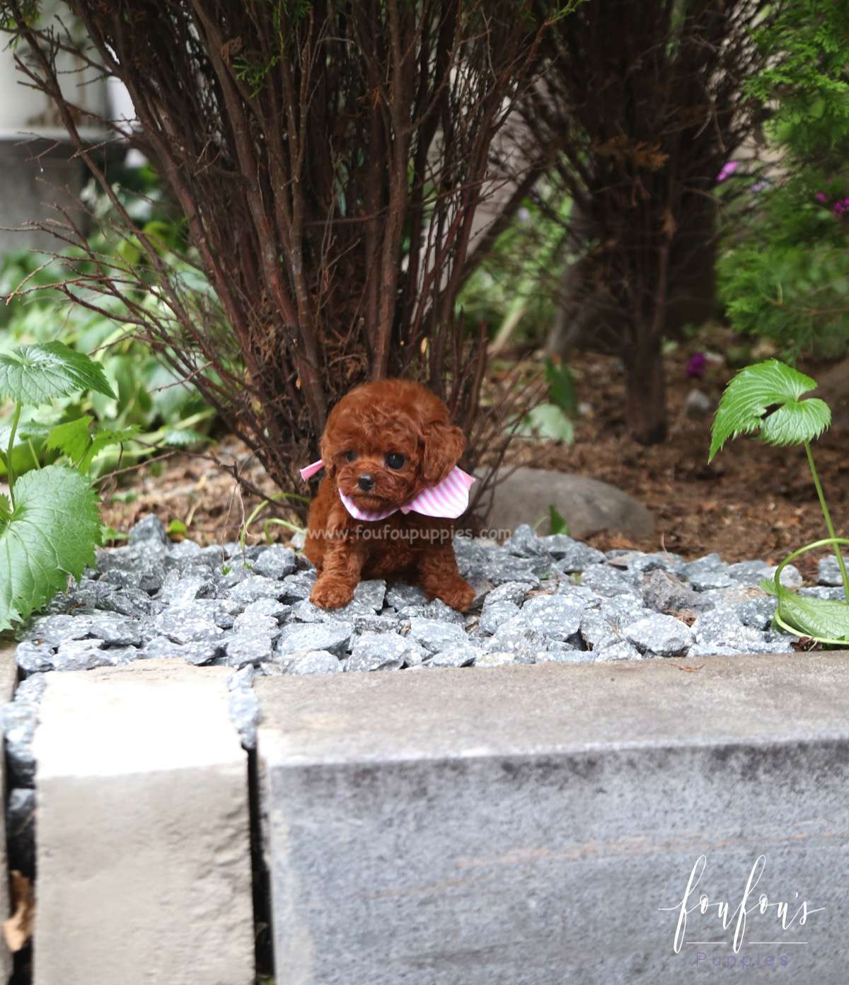 Angelina - Poodle F.