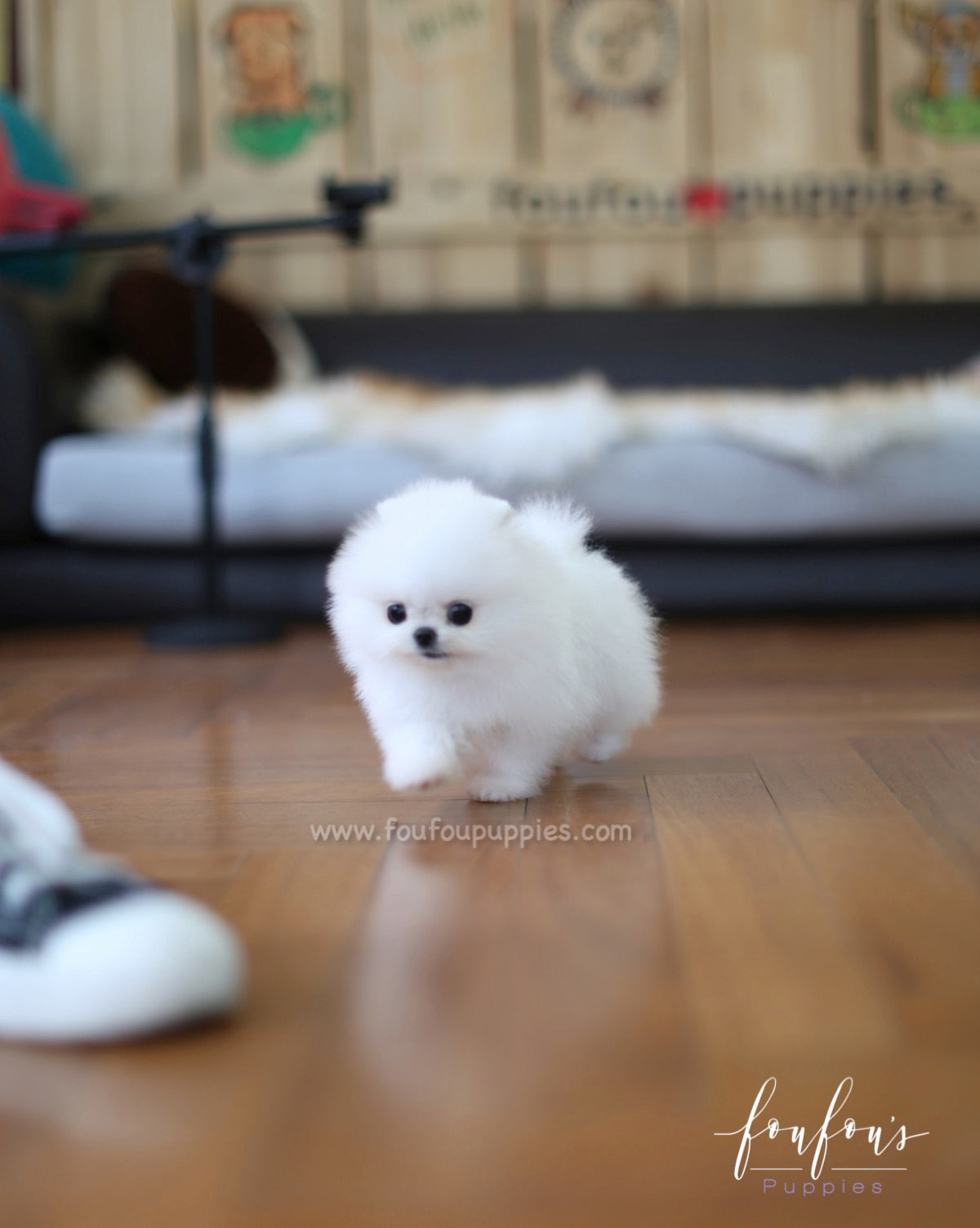 Sweetie - Pomeranian F.