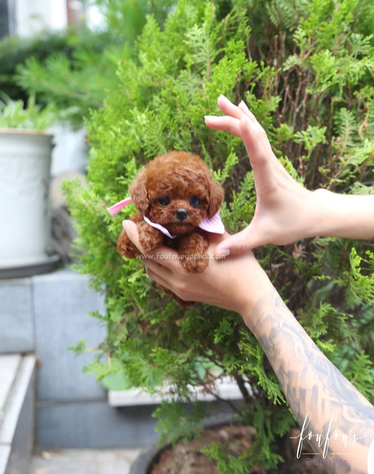 Angelina - Poodle F.