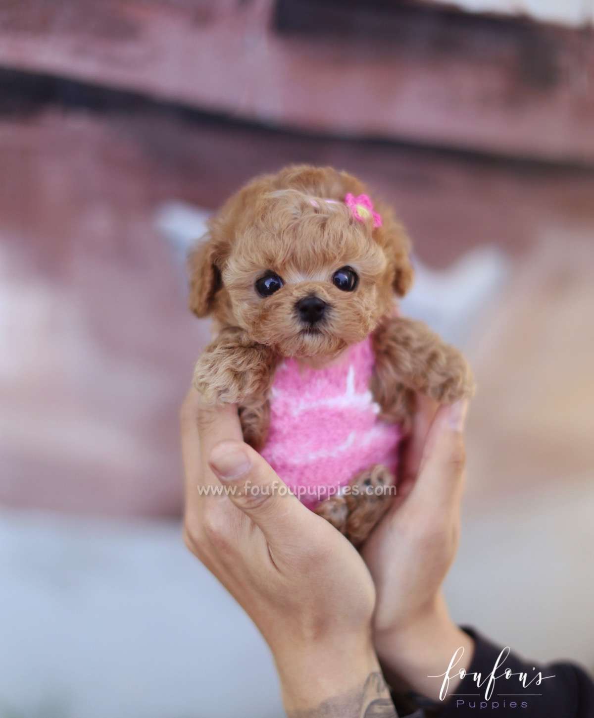 Flora - Poodle F.