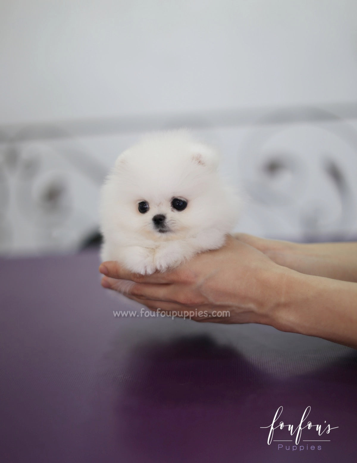 Sweetie - Pomeranian F.