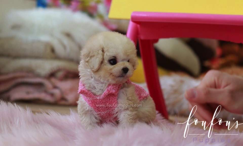 Darling - Poodle F.