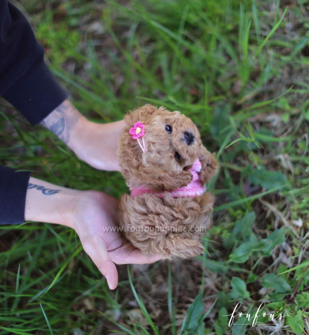 Flora - Poodle F.