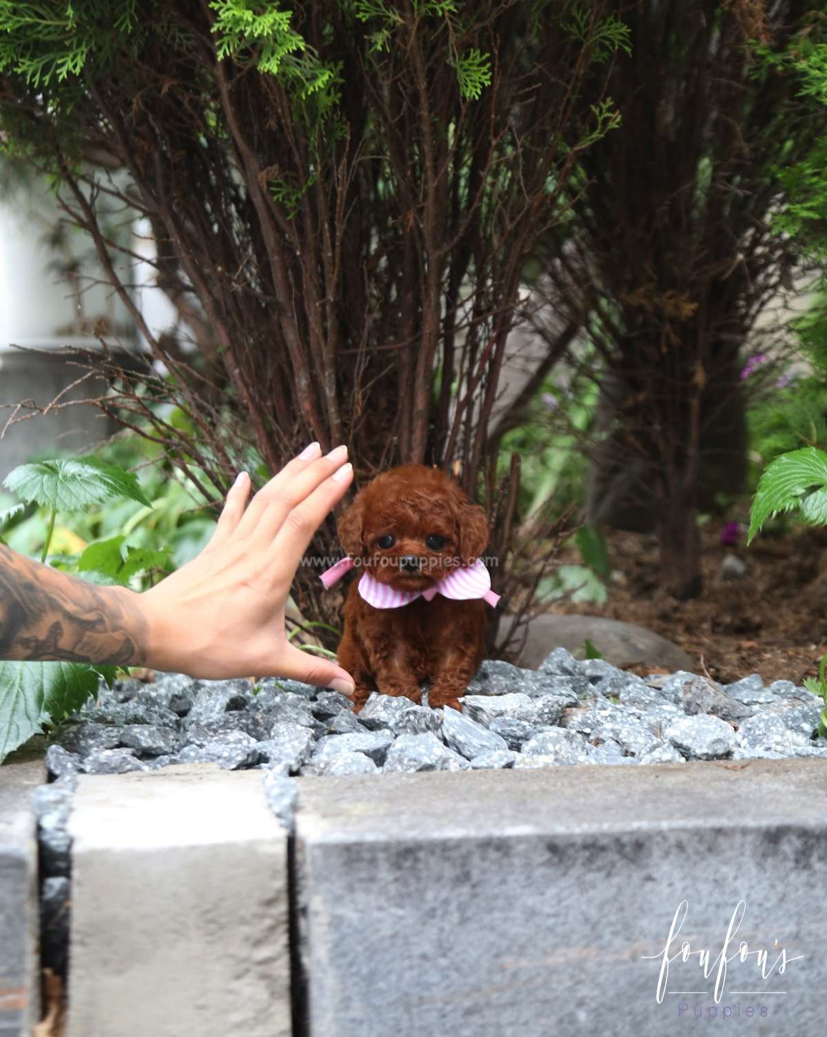 Angelina - Poodle F.