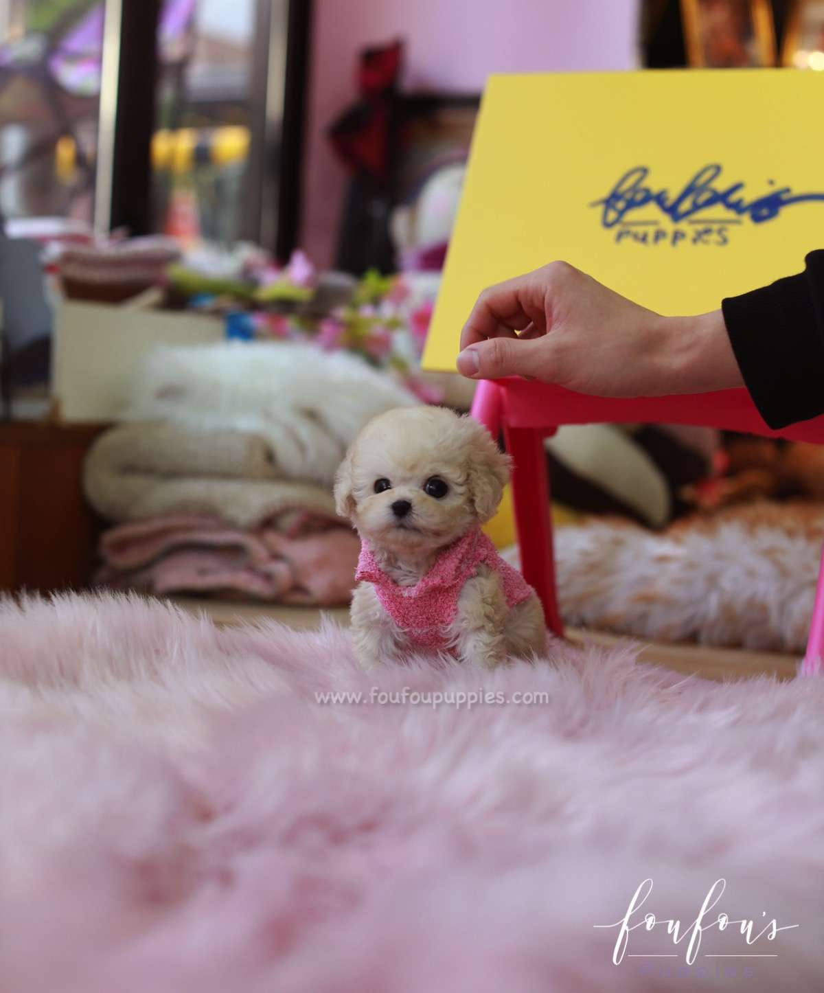 Darling - Poodle F.