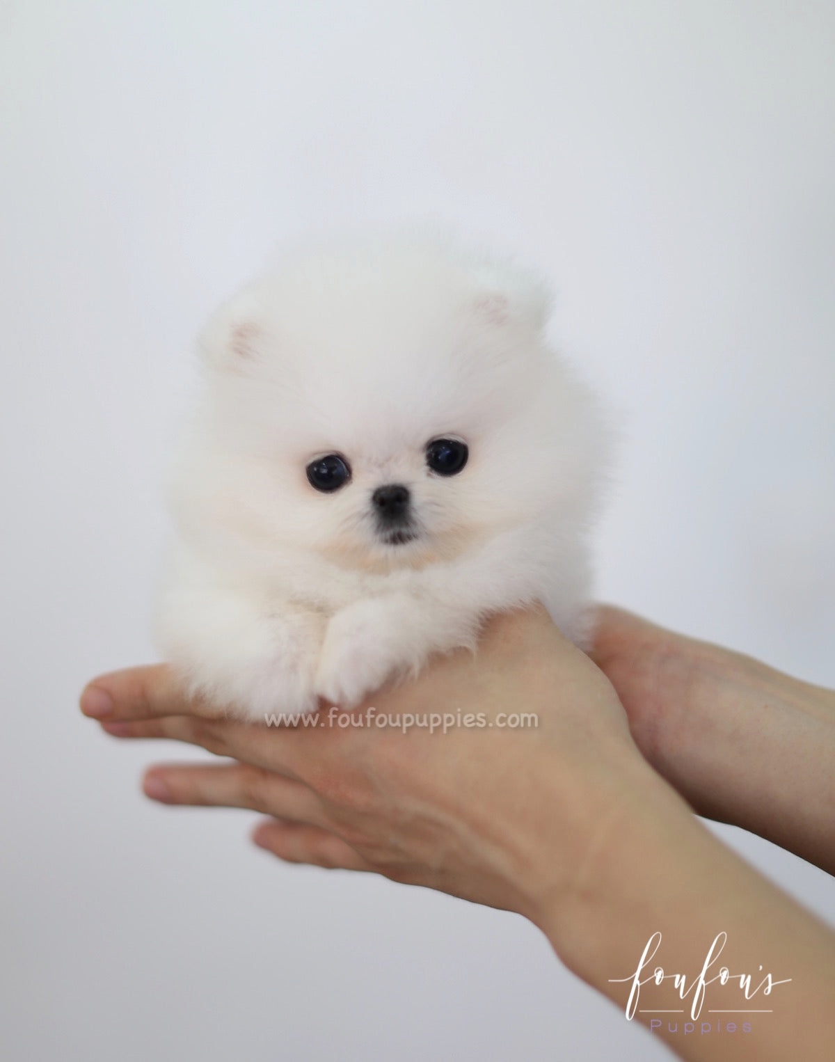 Sweetie - Pomeranian F.