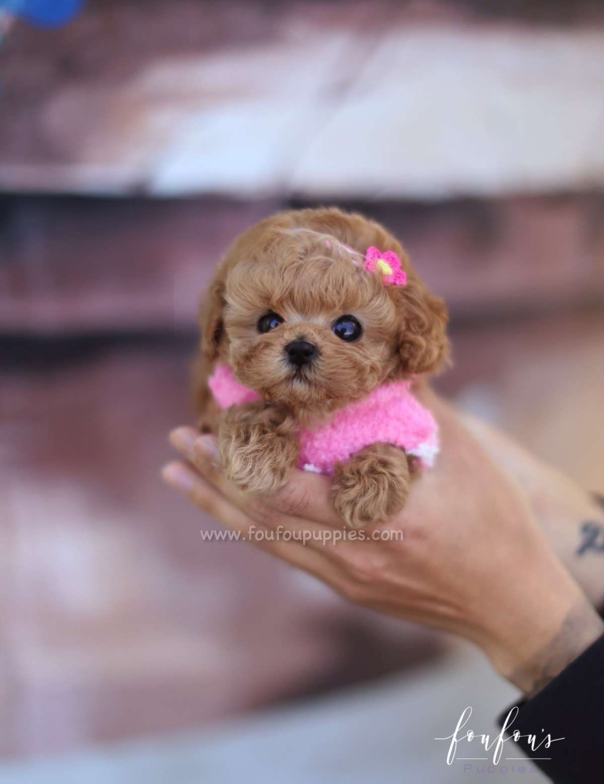 Flora - Poodle F.