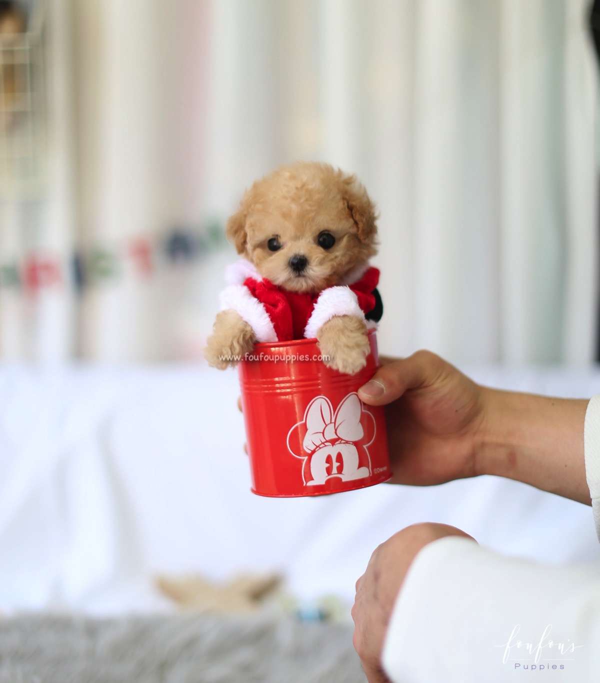Pixie - Poodle F.