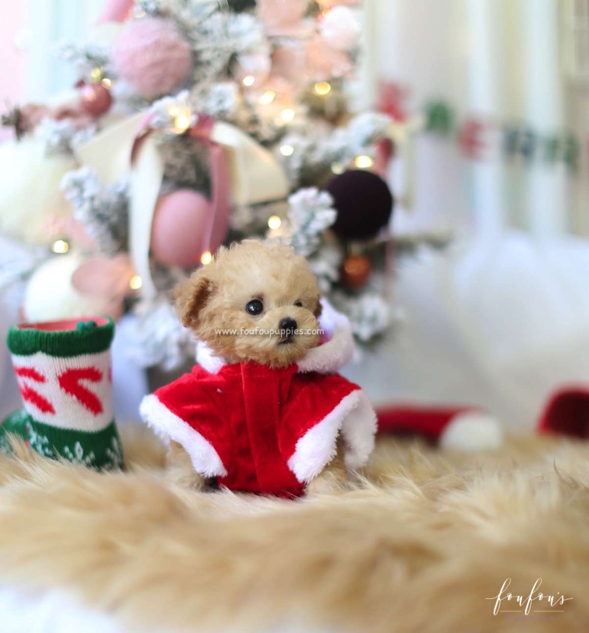 Pixie - Poodle F.