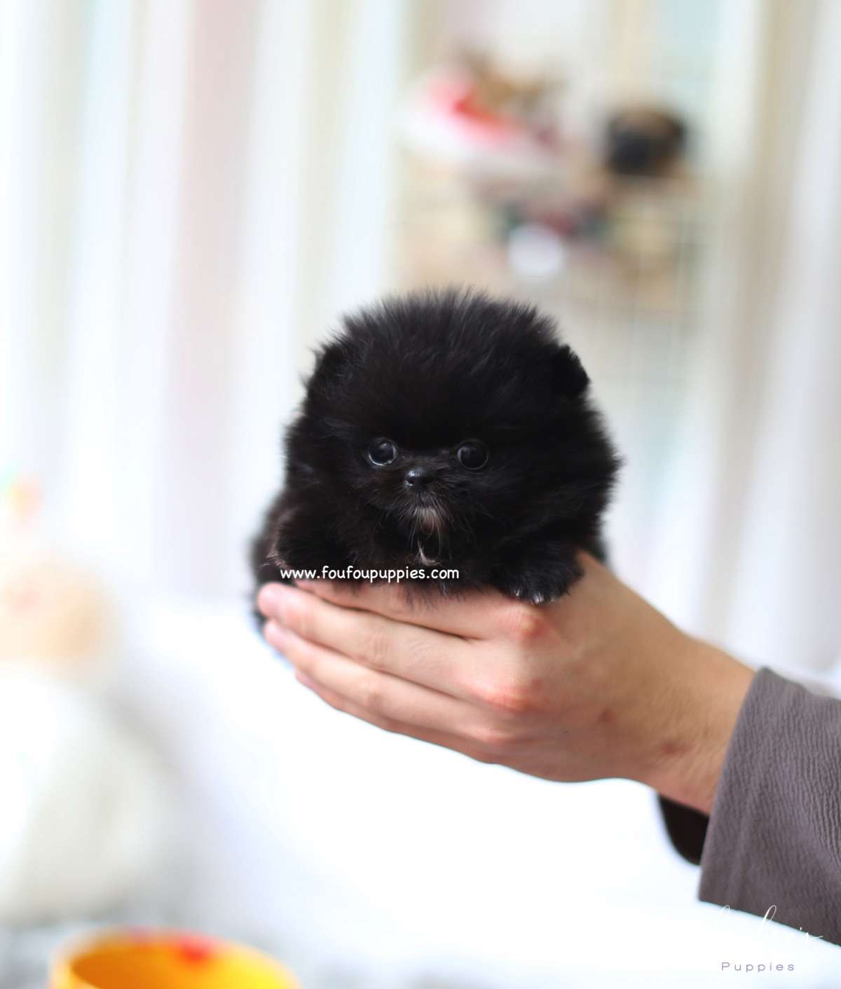 Dahlia - Pomeranian F.