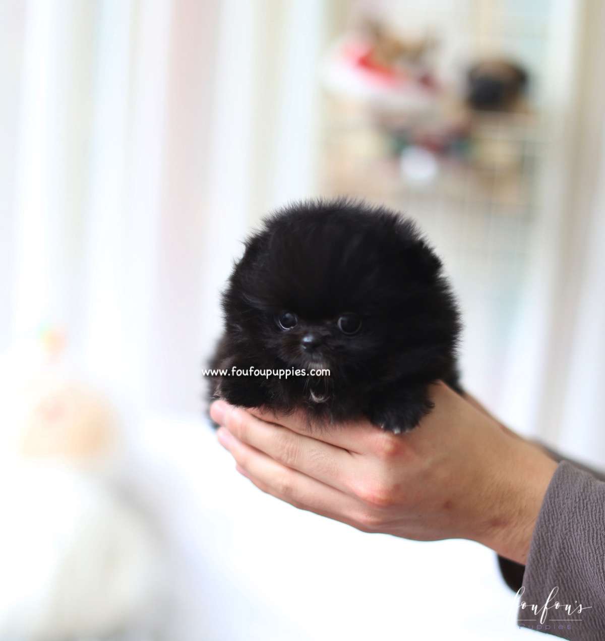 Dahlia - Pomeranian F.