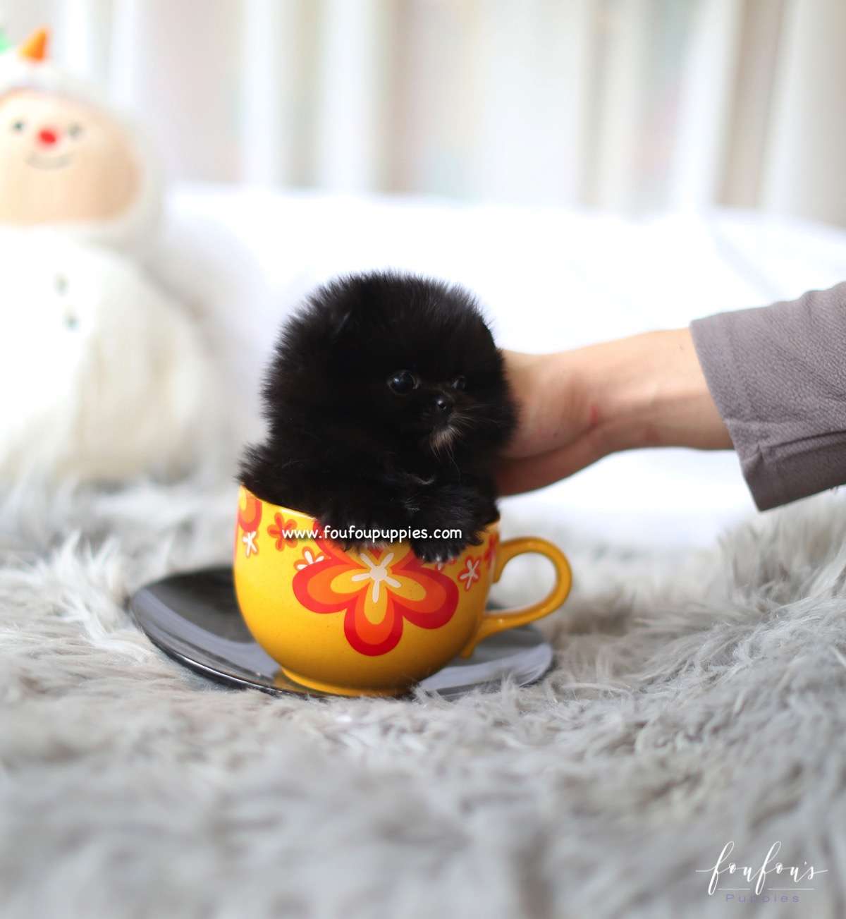 Dahlia - Pomeranian F.