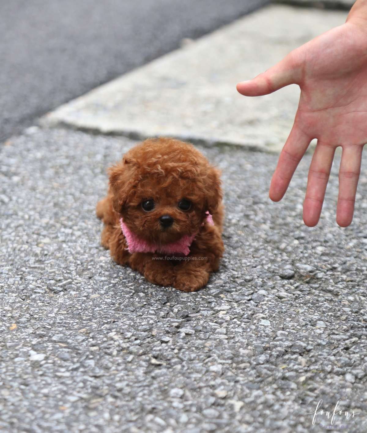 Prince - Poodle M.