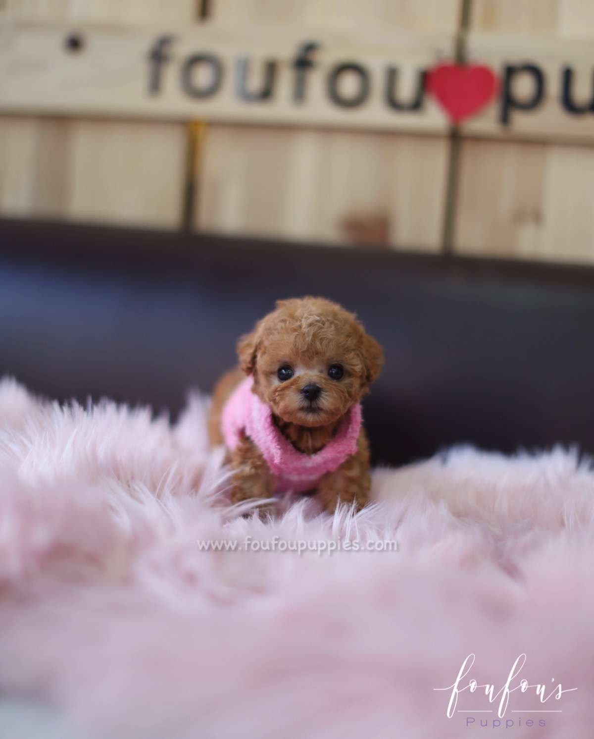 Ted - Poodle M.