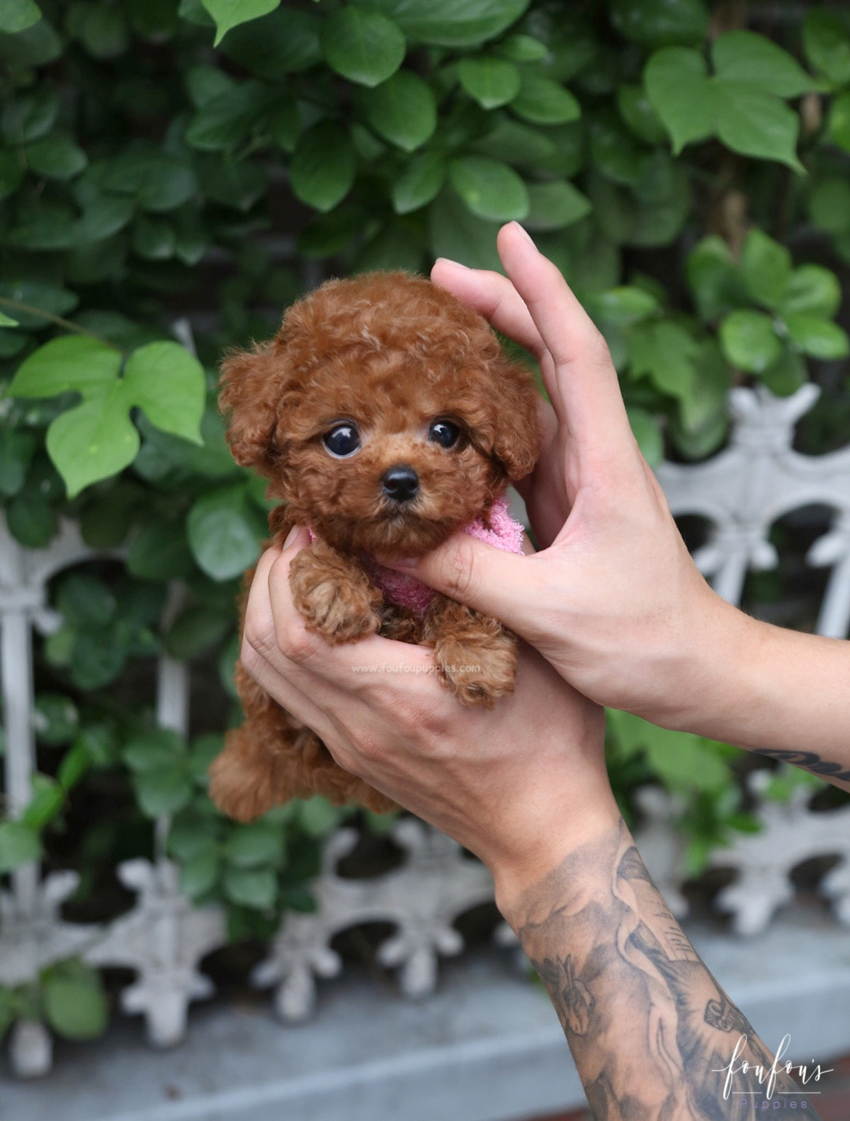 Prince - Poodle M.