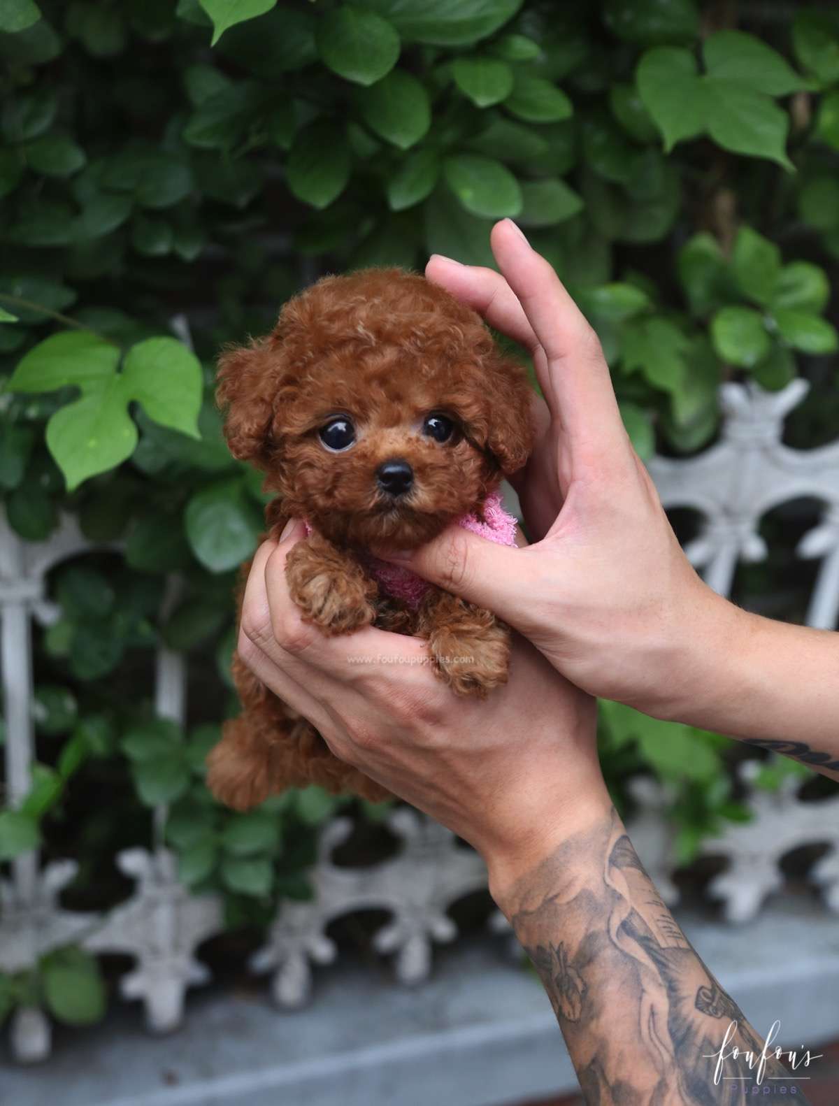 Prince - Poodle M.