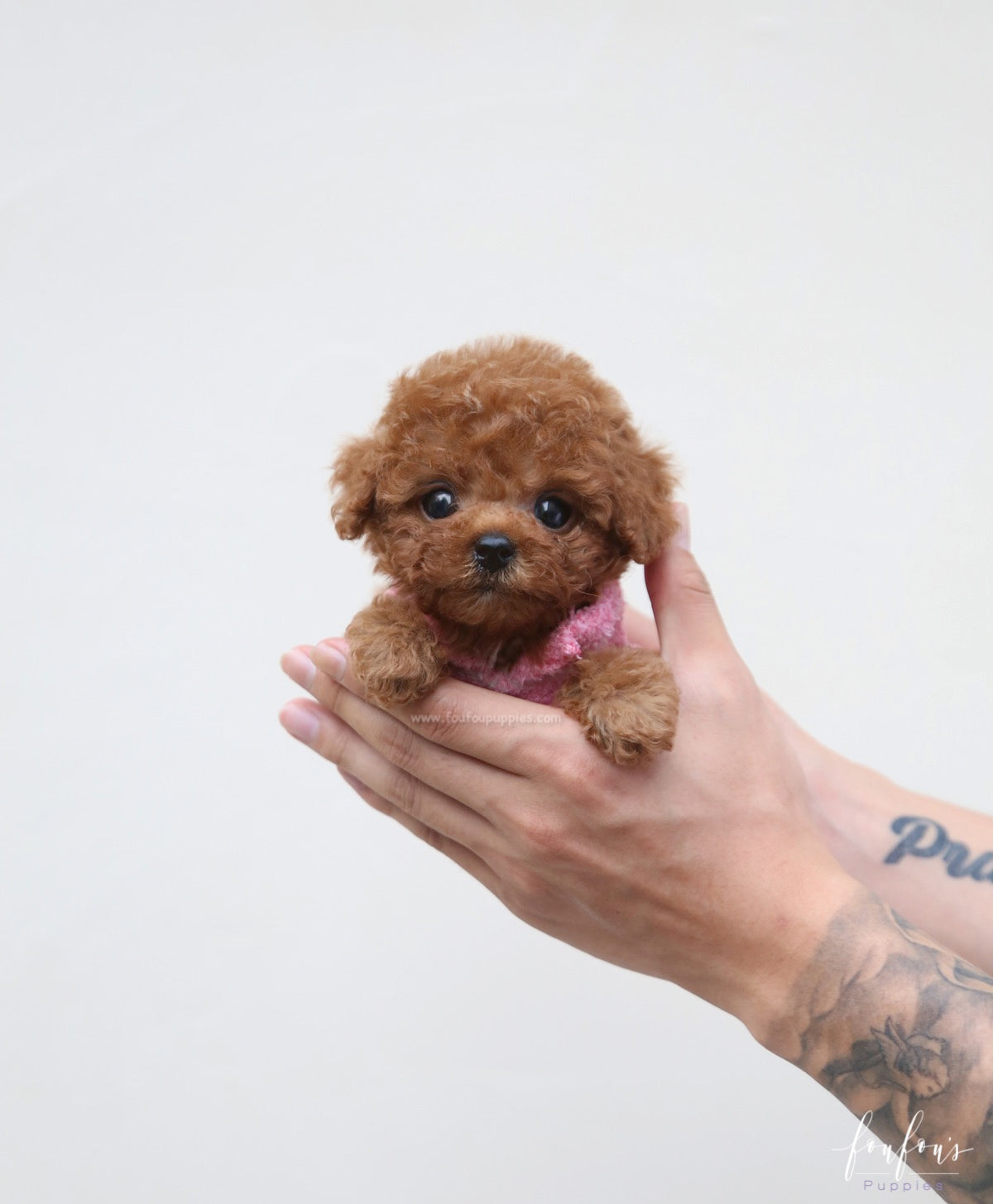 Prince - Poodle M.