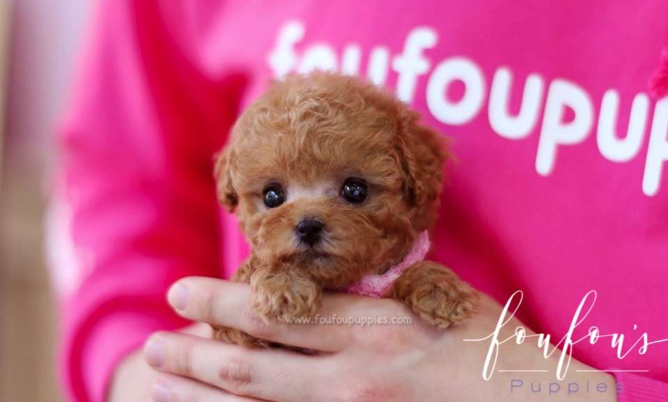 Ted - Poodle M.