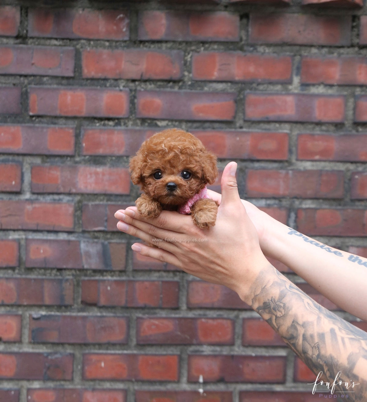 Prince - Poodle M.