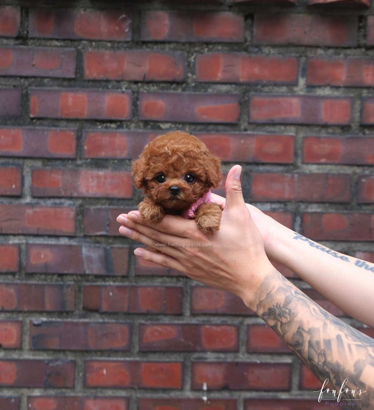 Prince - Poodle M.