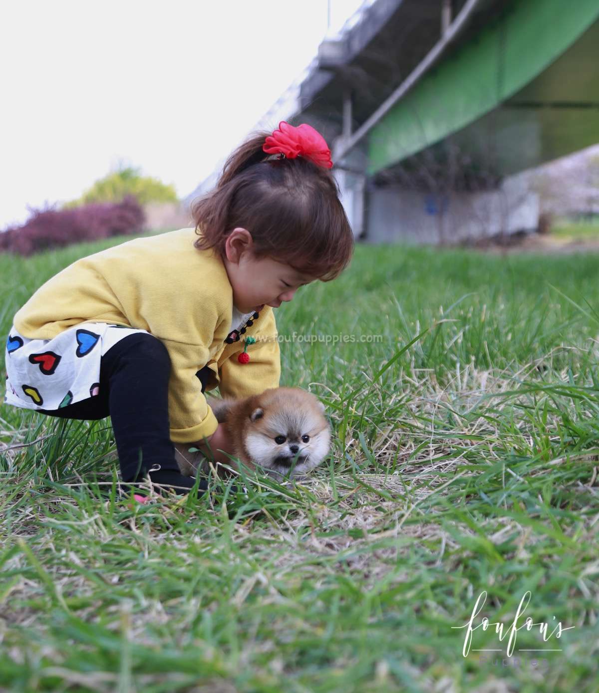 Bubba - Pomeranian M.