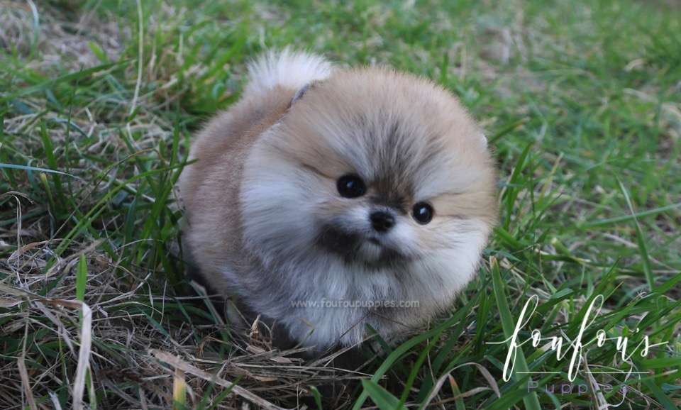 Bubba - Pomeranian M.