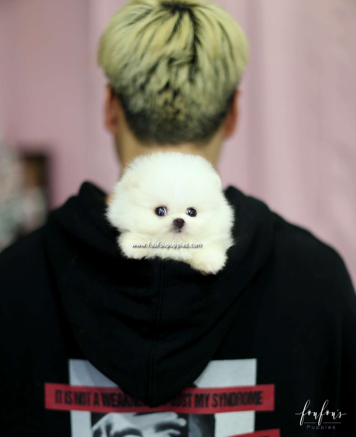 Cher - Pomeranian F.