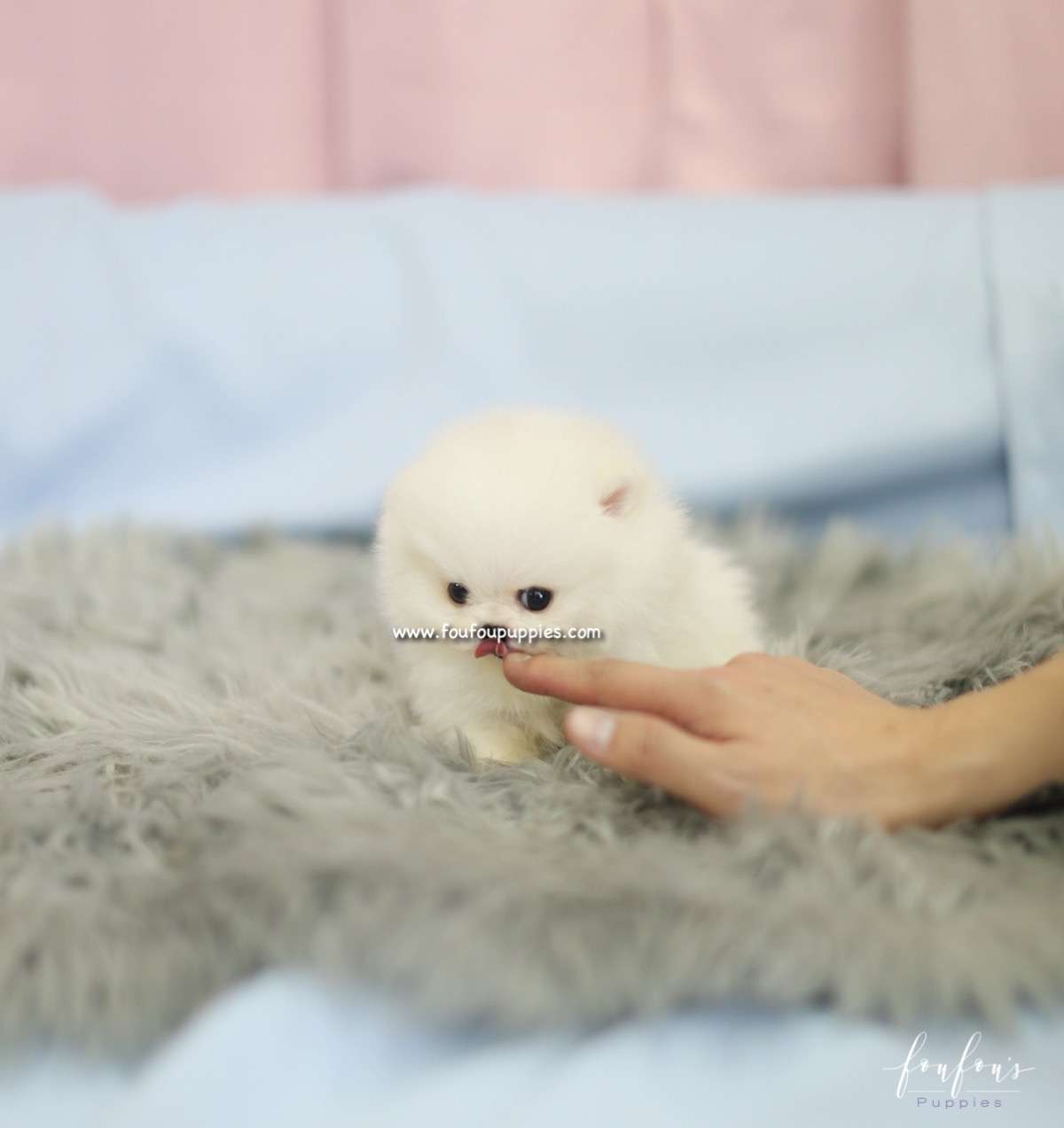 Cher - Pomeranian F.