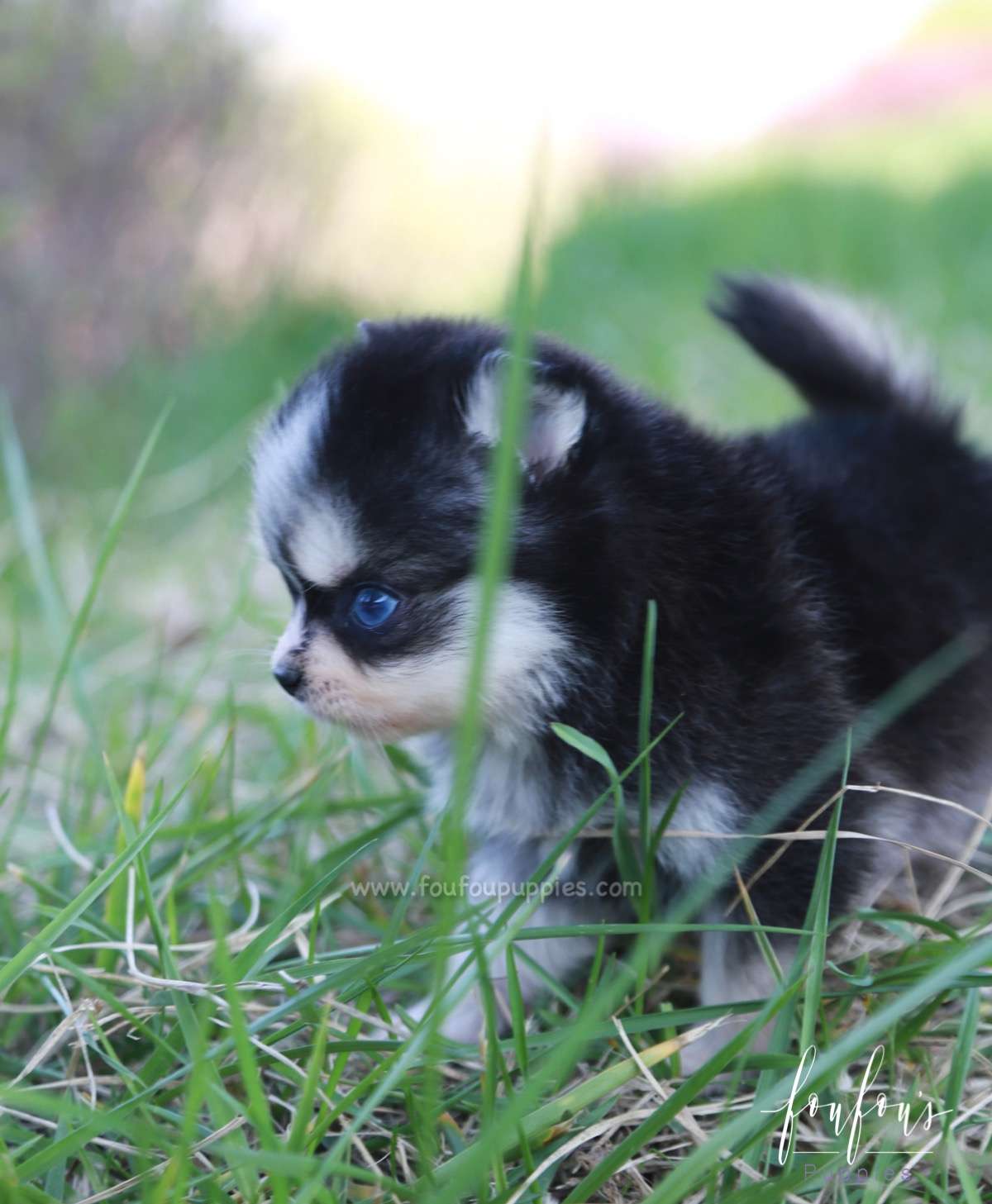 Xena - Pomsky F.