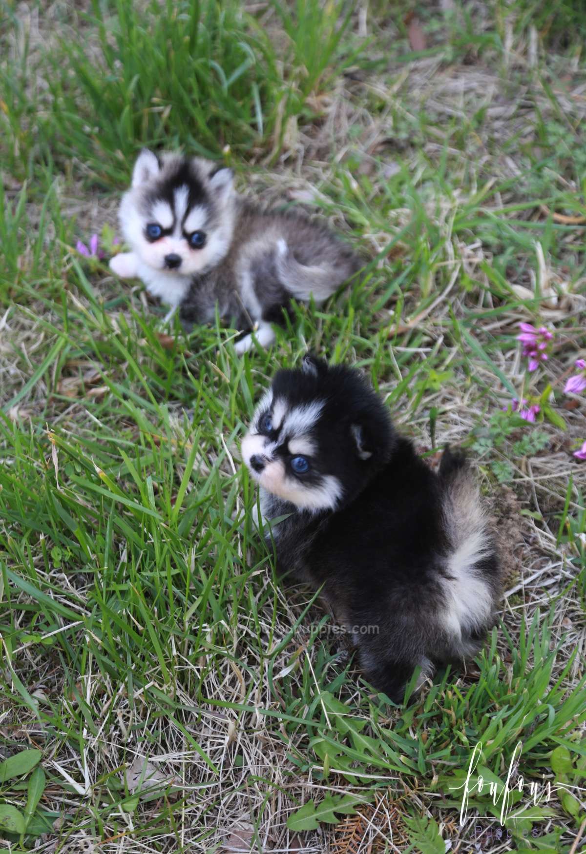 Pomsky Female Dogs