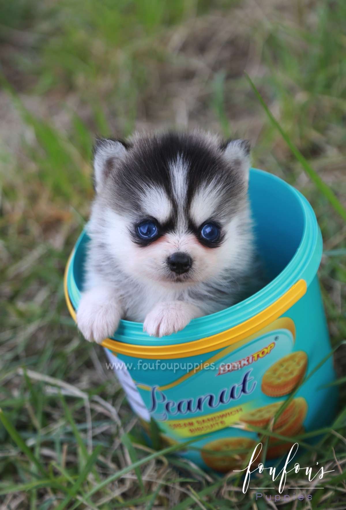 Teacup Pomsky Male