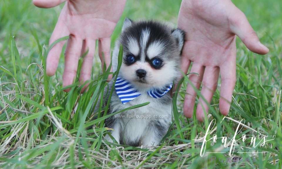 Zach - Pomsky M.