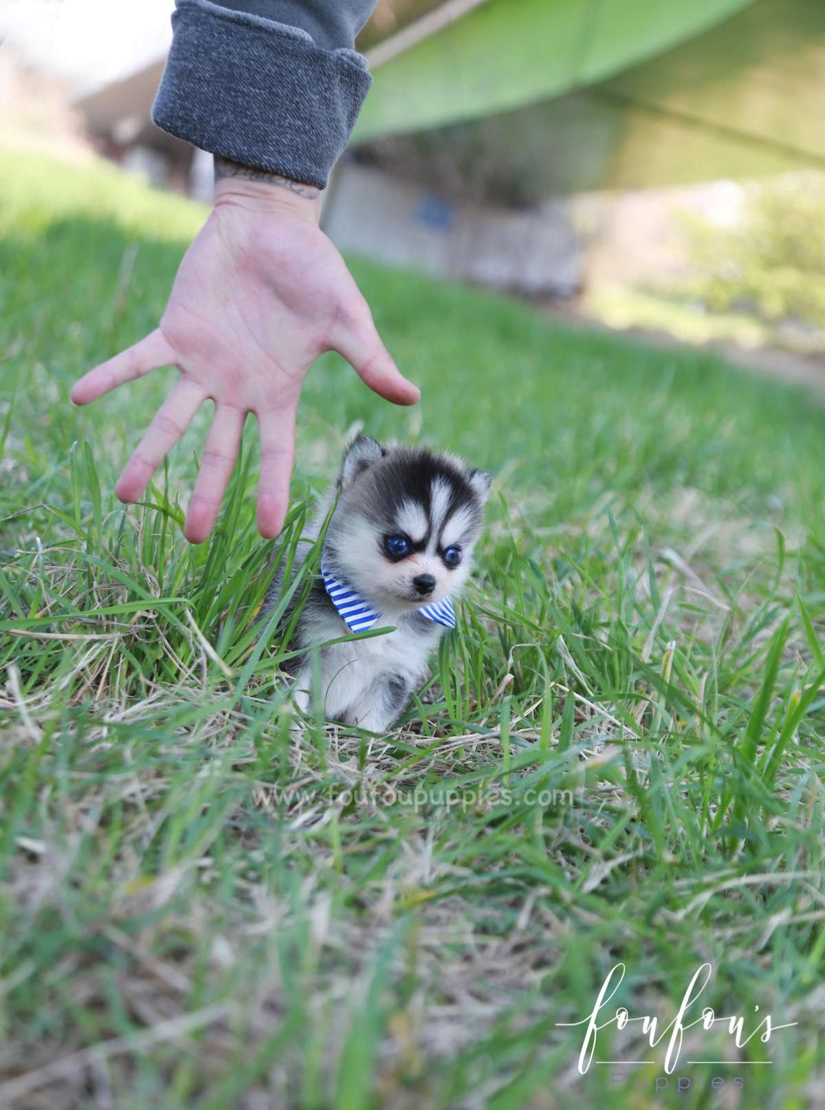 Zach - Pomsky M.