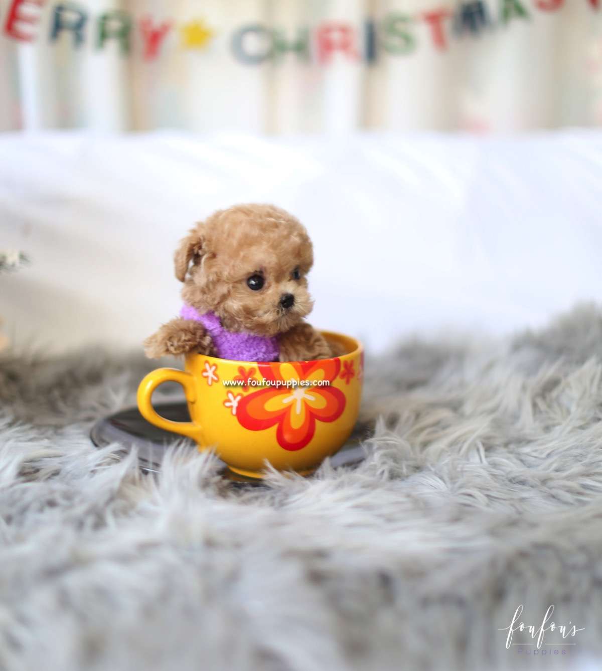 Curls - Poodle F.