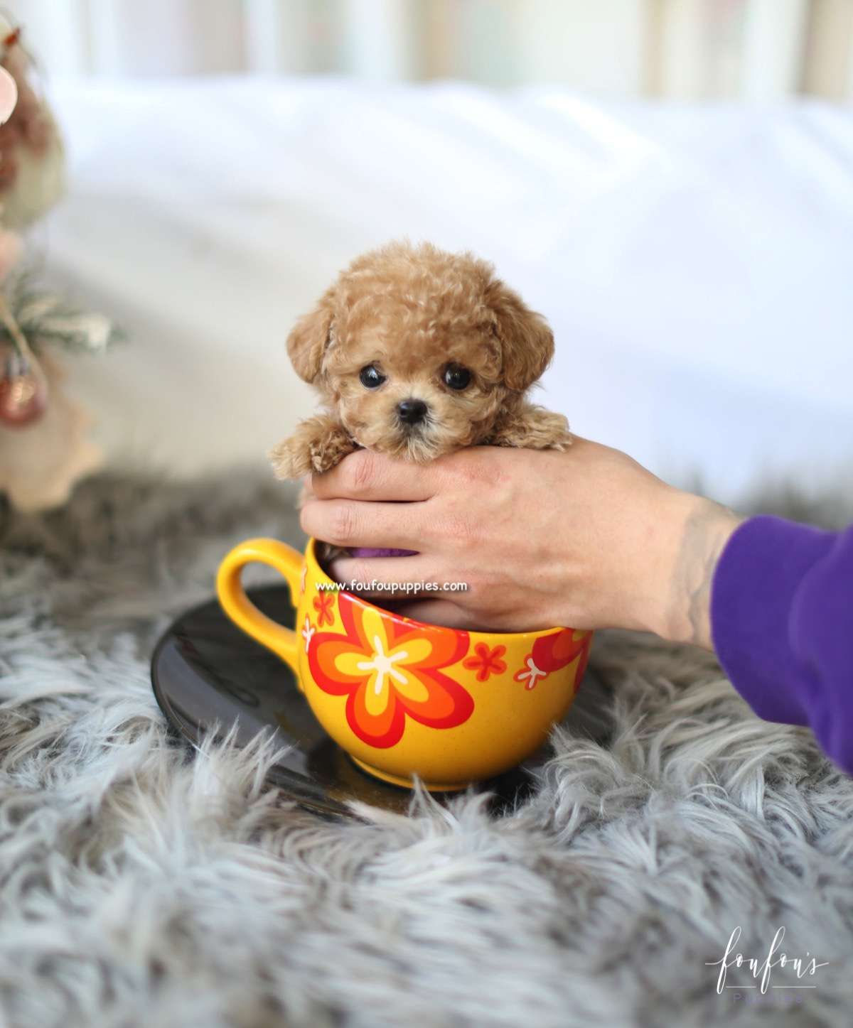 Curls - Poodle F.