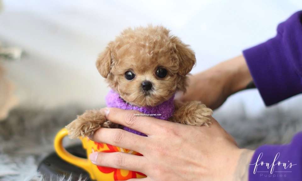 Curls - Poodle F.
