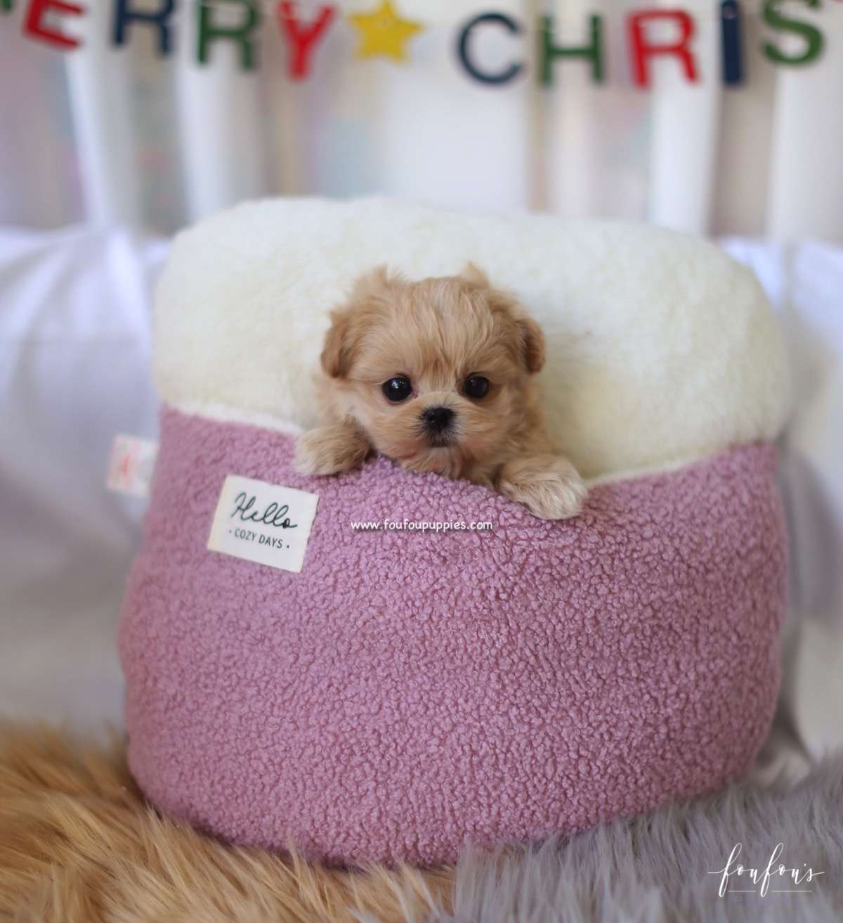Leia - Maltipoo F.