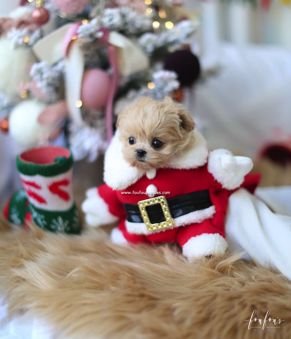 Leia - Maltipoo F.